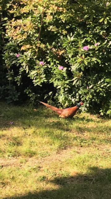 Gunnislake Riverside Stay מראה חיצוני תמונה